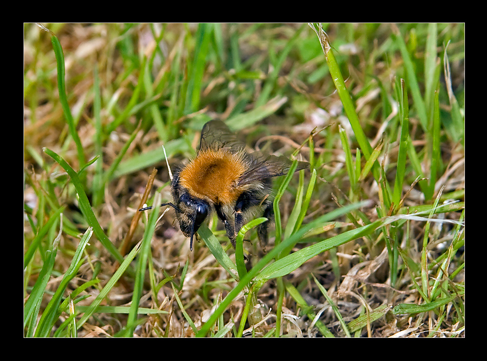 hummel