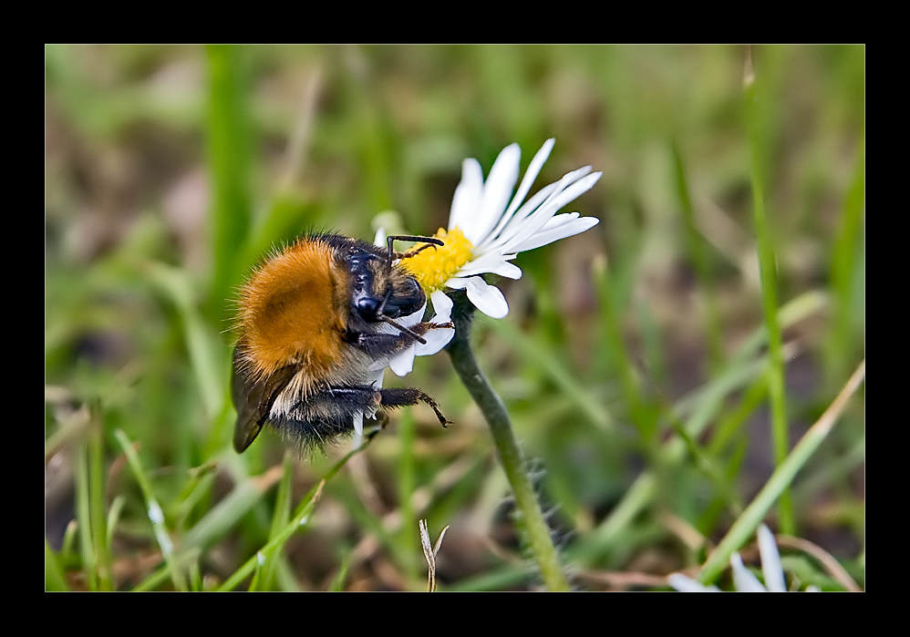 hummel