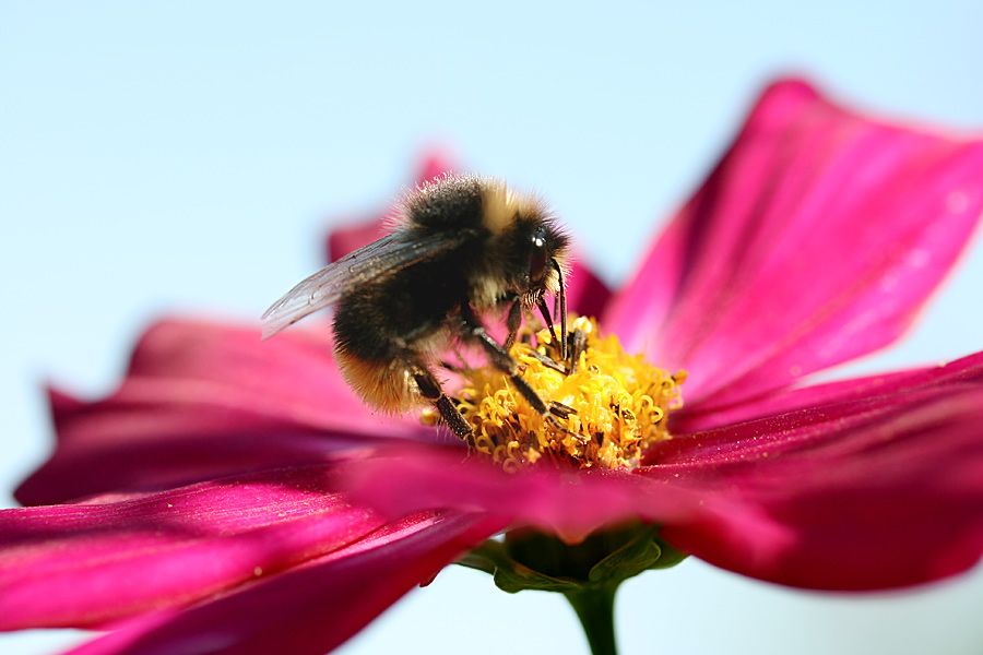 hummel