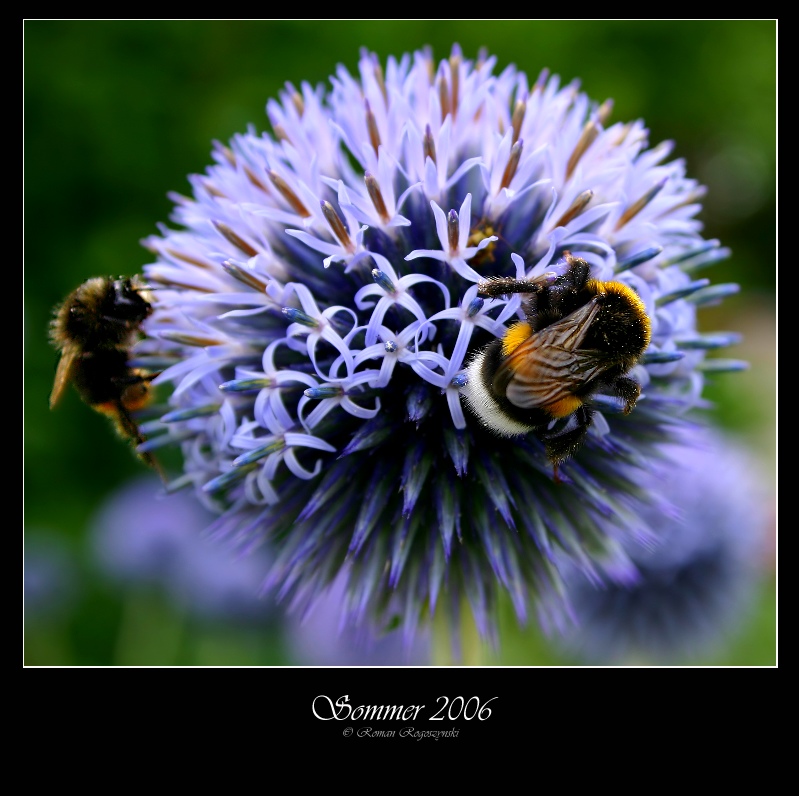 Hummel