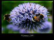 Hummel