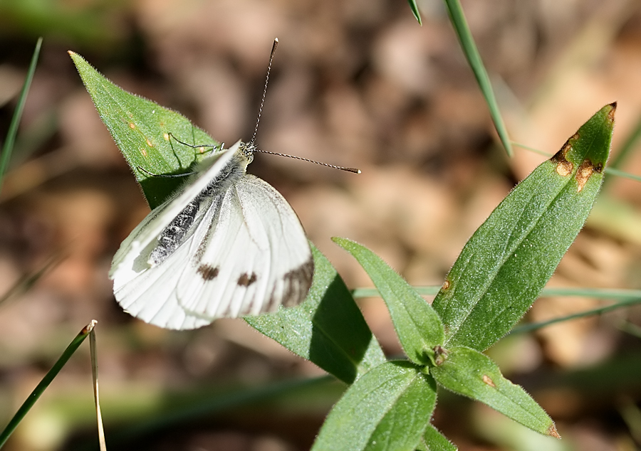 schmetterling